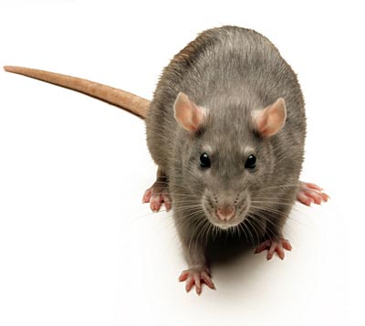 Rats, Incentives, and Investing (video)